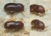 Coccotrypes dactyliperda